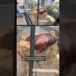 Exotic animals rescued from abandoned home in Philly