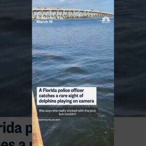 Florida officer captures playing dolphins on camera