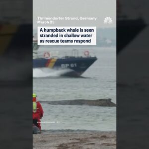 A humpback whale is seen stranded in shallow water as rescue teams respond