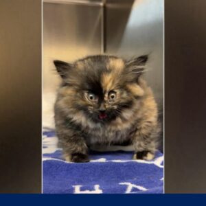 Shelter rescues kitten who appeared inflated like a balloon