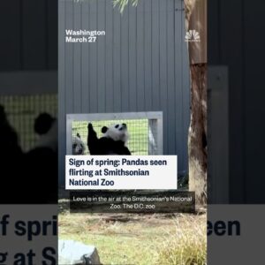 Sign of spring: Pandas seen flirting at Smithsonian National Zoo