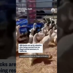 480 rescued ducks up for adoption in California
