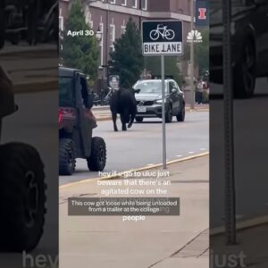 A cow gets loose at the University of Illinois and tours the campus