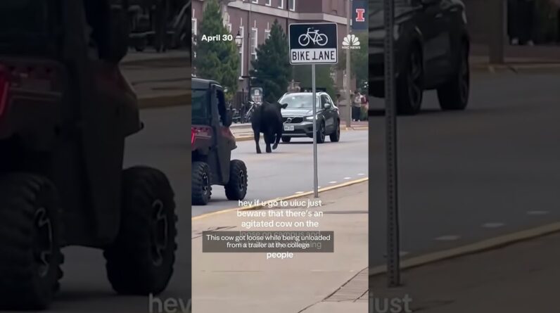 A cow gets loose at the University of Illinois and tours the campus