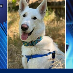 A pup's new home after surviving the Eaton fire