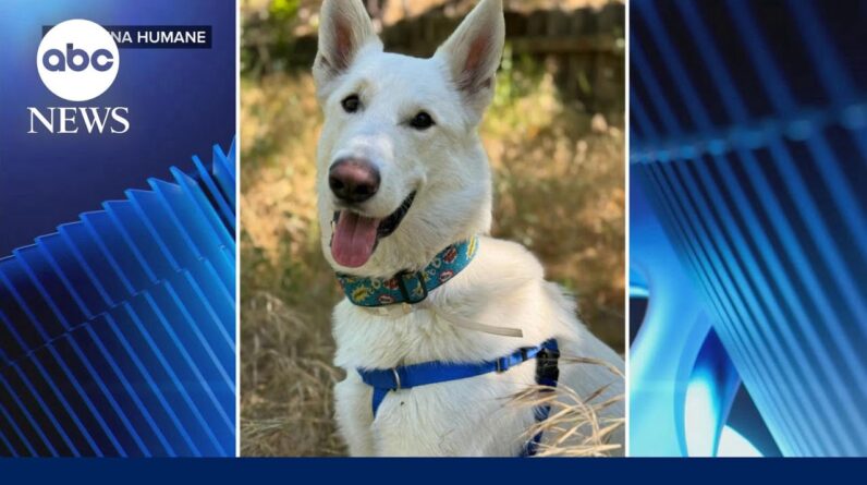 A pup's new home after surviving the Eaton fire