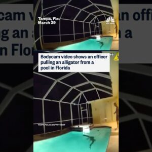 Bodycam video shows an officer pulling an alligator from a pool in Florida