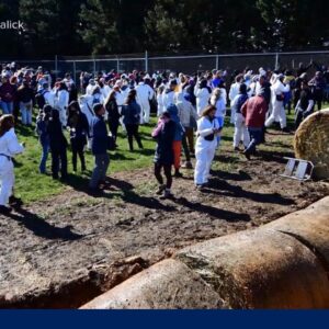 Chaotic scene outside dog breeding and research site