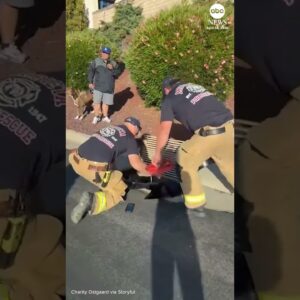 Firefighters rescue ducklings and reunite with their mother