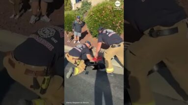 Firefighters rescue ducklings and reunite with their mother