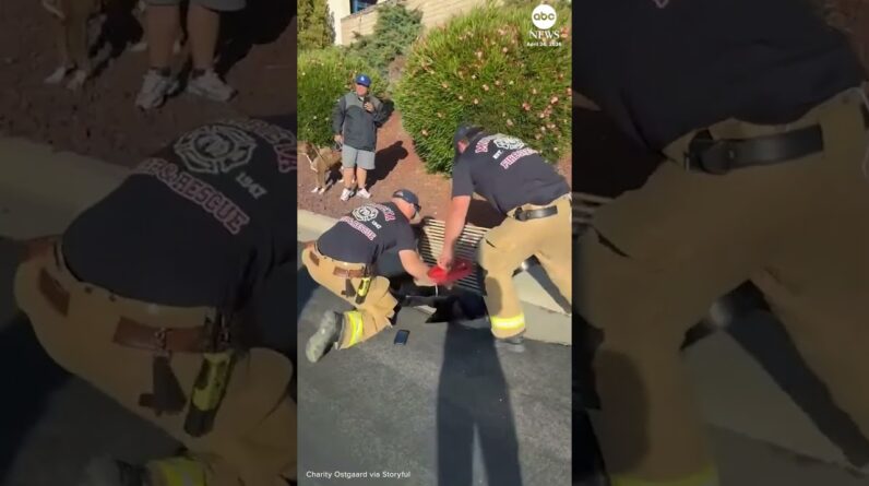 Firefighters rescue ducklings and reunite with their mother
