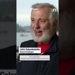 Washington state officials concerned after 13 dead whales have washed ashore