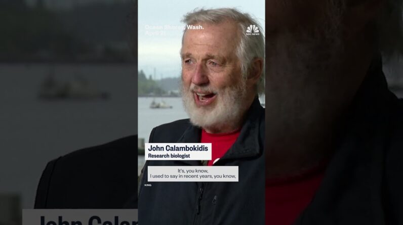 Washington state officials concerned after 13 dead whales have washed ashore