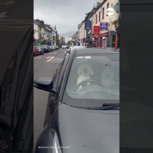 Horn-honking dog can’t wait for family to return to car