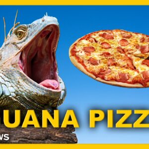 Iguana? On A Pizza?? What’s Going On?!?