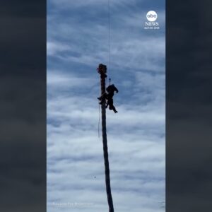 Worker rescued after suffering medical emergency while trimming palm tree