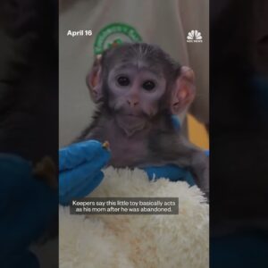 Mexican zoo's baby monkey bonds with plush companion