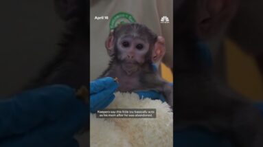 Mexican zoo's baby monkey bonds with plush companion