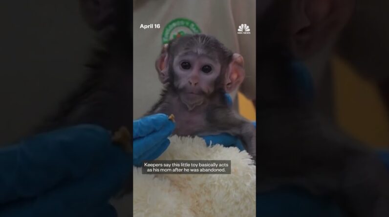 Mexican zoo's baby monkey bonds with plush companion