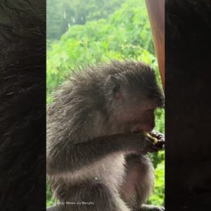 Monkeys enjoy fruit at Indonesian hotel