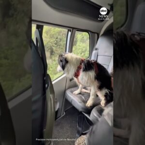 Dog found a week after owner survives 180-foot fall at remote waterfall