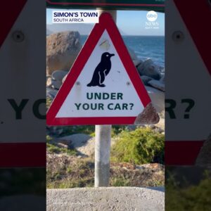 ‘Penguin under your car?’ sign proves effective
