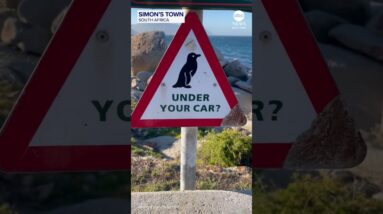 ‘Penguin under your car?’ sign proves effective