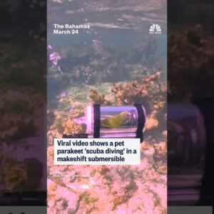 Viral video shows a pet parakeet 'scuba diving' in a makeshift submersible