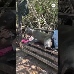 Sea lion borrows tourists’ backpacks for naptime