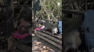 Sea lion borrows tourists’ backpacks for naptime