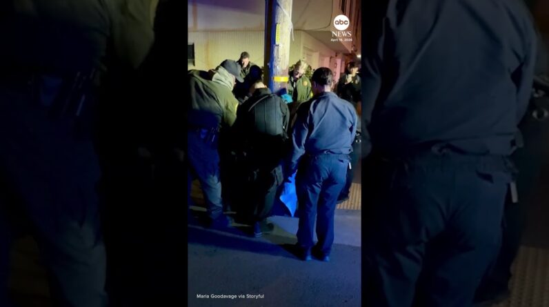 Sea lion pup rescued after wandering into San Francisco neighborhood