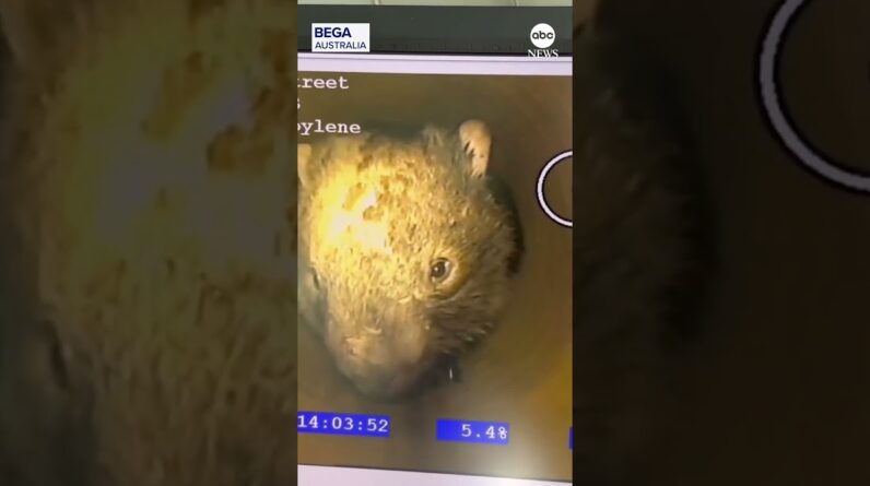 Wombat blocks storm drain pipe in Australian town