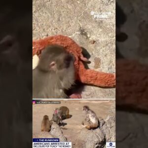 2 Americans arrested after incident involving Punch the monkey