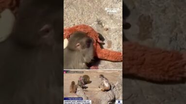 2 Americans arrested after incident involving Punch the monkey