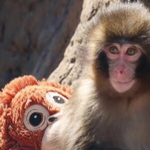2 men detained after break-in at enclosure of 'Punch' the monkey