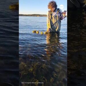 Baby geese cling to fisherman