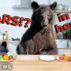Bears in Our House!? What’s Going On?
