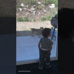 California toddler comes face-to-face with bobcat