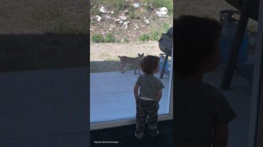 California toddler comes face-to-face with bobcat