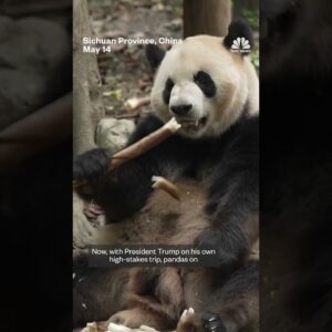 Chinese pandas prepare to head to the U.S.