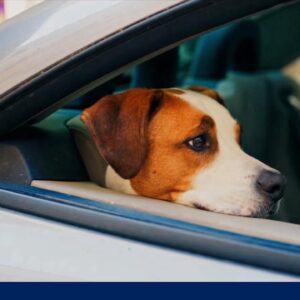 Dog sets off gun injuring woman in the arm