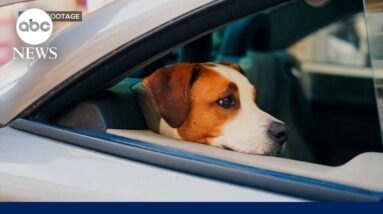 Dog sets off gun injuring woman in the arm
