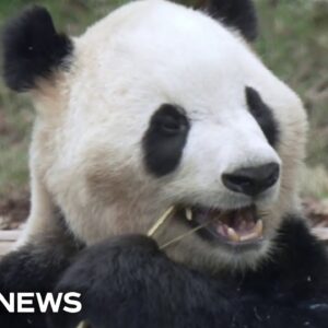 Exclusive look at Chinese pandas preparing for trip to America