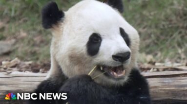Exclusive look at Chinese pandas preparing for trip to America
