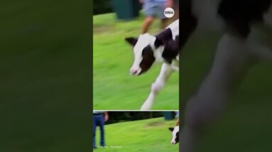 Father and daughter take road trip to save two calves