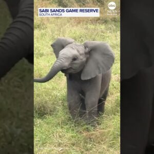 Ferocious baby elephant charges at safari tourists