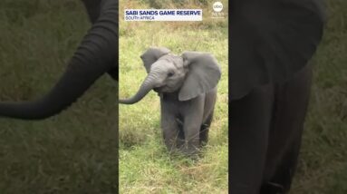 Ferocious baby elephant charges at safari tourists