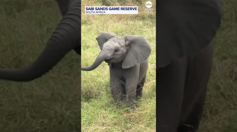 Ferocious baby elephant charges at safari tourists