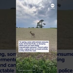 French police warn drivers to be on the lookout for 'drunk' deer