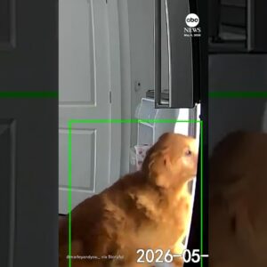 Golden retriever helps himself to snacks from fridge